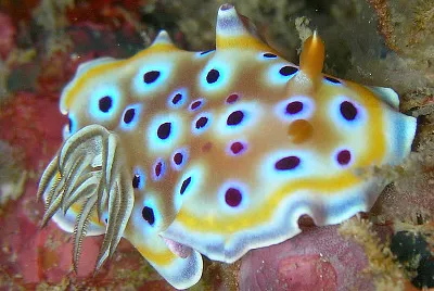 Chromodoris geminus