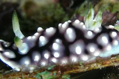 Chromodoris geometrica