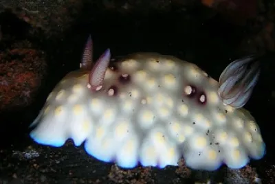 Chromodoris hintuanensis