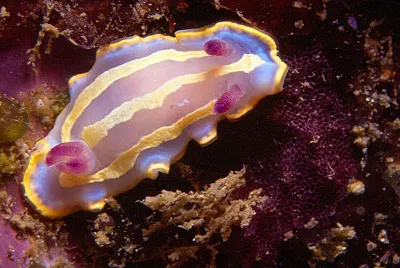 Chromodoris krohni