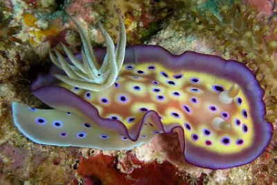 Chromodoris kuiei