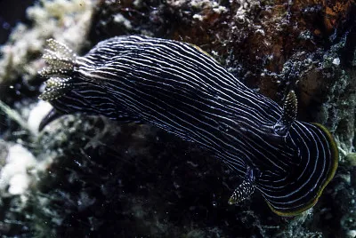 Chromodoris lineolata