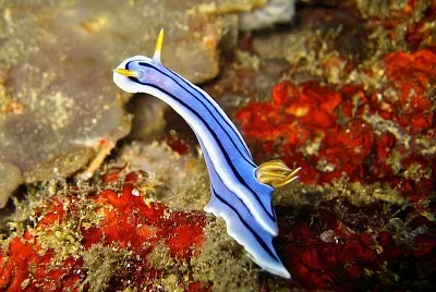 Chromodoris lochi