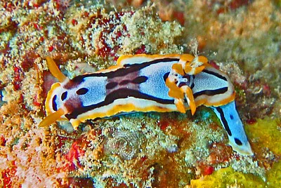 Chromodoris michaeli