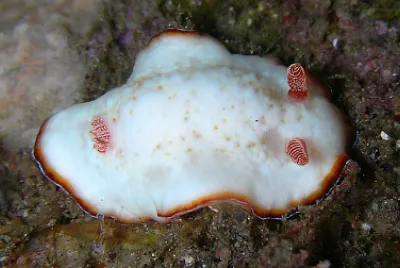 Chromodoris preciosa