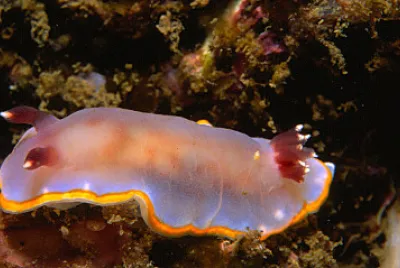 Chromodoris purpurea