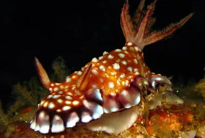 Chromodoris roboi jigsaw puzzle