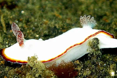Chromodoris verrieri