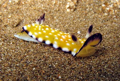 פאזל של Chromodoris vibrata
