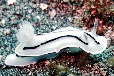 Chromodoris willani