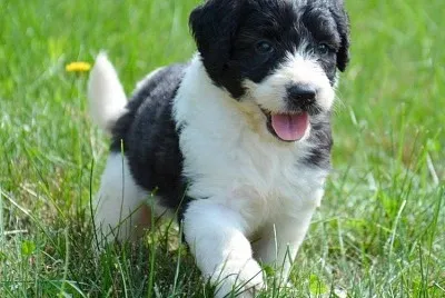 Saint berdoodle