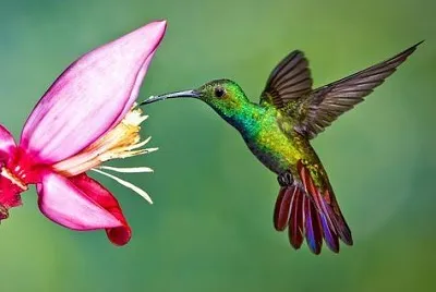 colibrÃ­