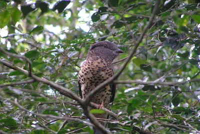 Curol del madagascar