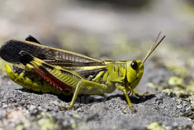 Arciptera fusca