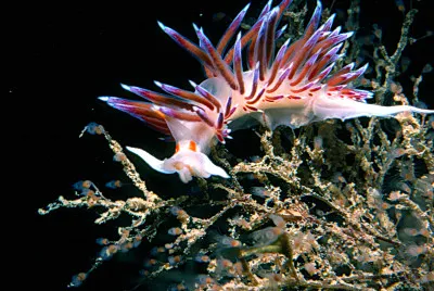 Cratena peregrina