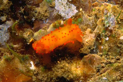 Crimora papillata