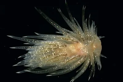 Cumanotus beaumonti