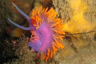Spanish shawl