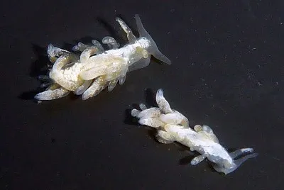 Cuthona albocrusta