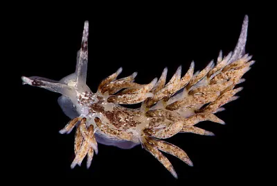 פאזל של Cuthona amoena