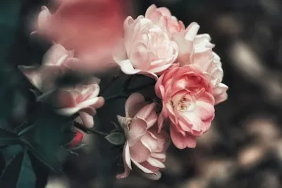 Rosal