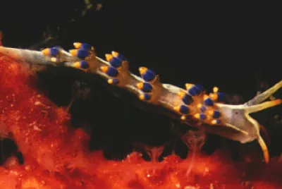 Cuthona caerulea jigsaw puzzle
