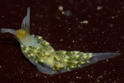 פאזל של Cuthona flavovulta