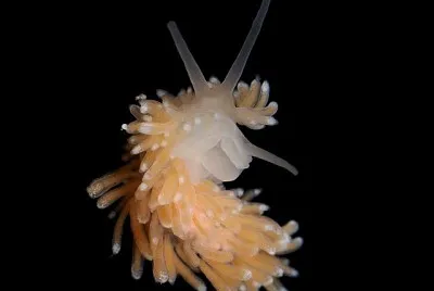 Cuthona nana