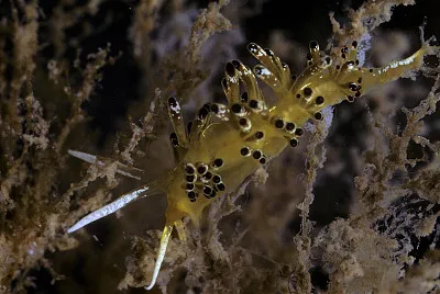 Cuthona ocellata