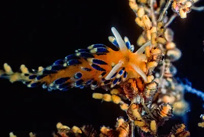 Cuthona ornata