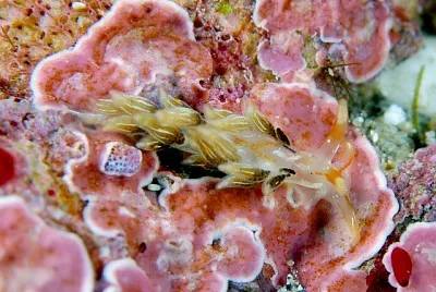 Cuthona puellula
