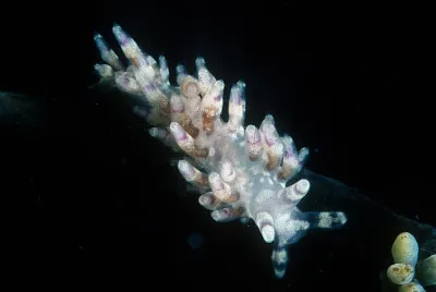 Cuthona purpureoanulata