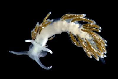 Cuthona pustulata