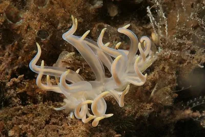 Cuthona rolleri
