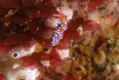 Cuthona speciosa