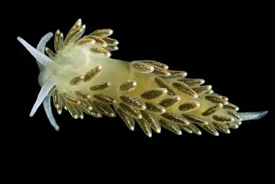 Cuthona viridis