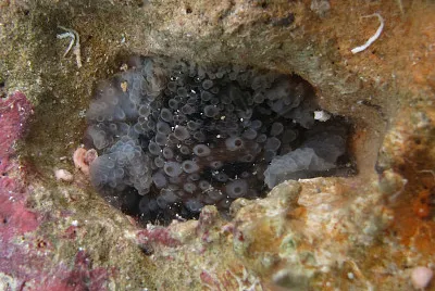 Dendrodoris albopurpura