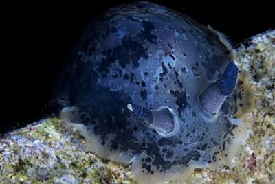 Dendrodoris affumicata