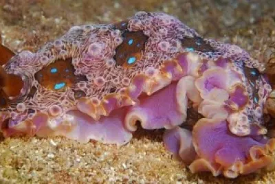 Dendrodoris alchetron