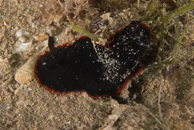 Dendrodoris alborescens jigsaw puzzle
