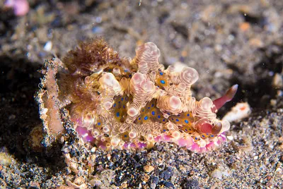 Dendrodoris denisoni