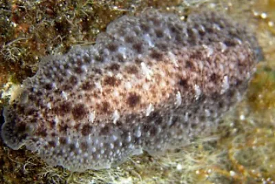 Dendrodoris elongata jigsaw puzzle