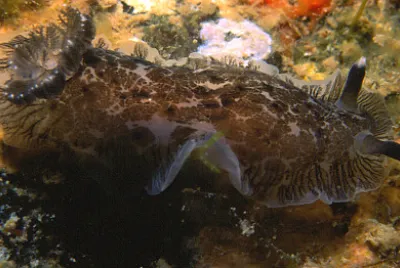 פאזל של Dendrodoris grandiflora