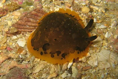 Dendrodoris limbata jigsaw puzzle
