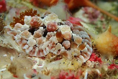 פאזל של Dendrodoris tuberculosa