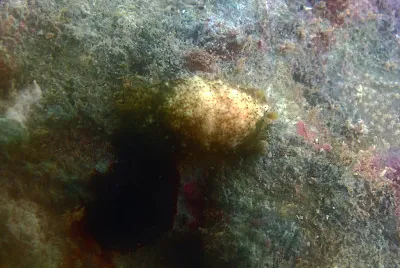 Dendrodoris coronata jigsaw puzzle