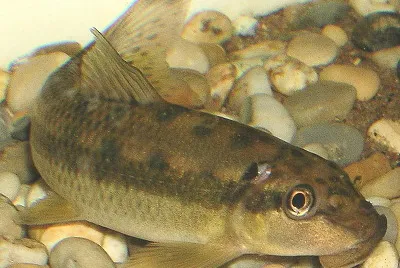 פאזל של Gyrinocheilus aymonieri