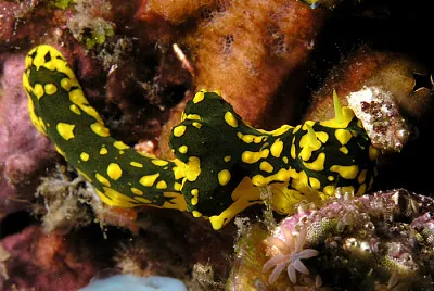 Aegires gardineri