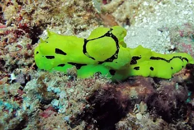 Aegires minor