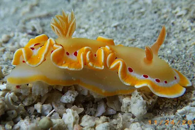 Ardeodoris cruenta